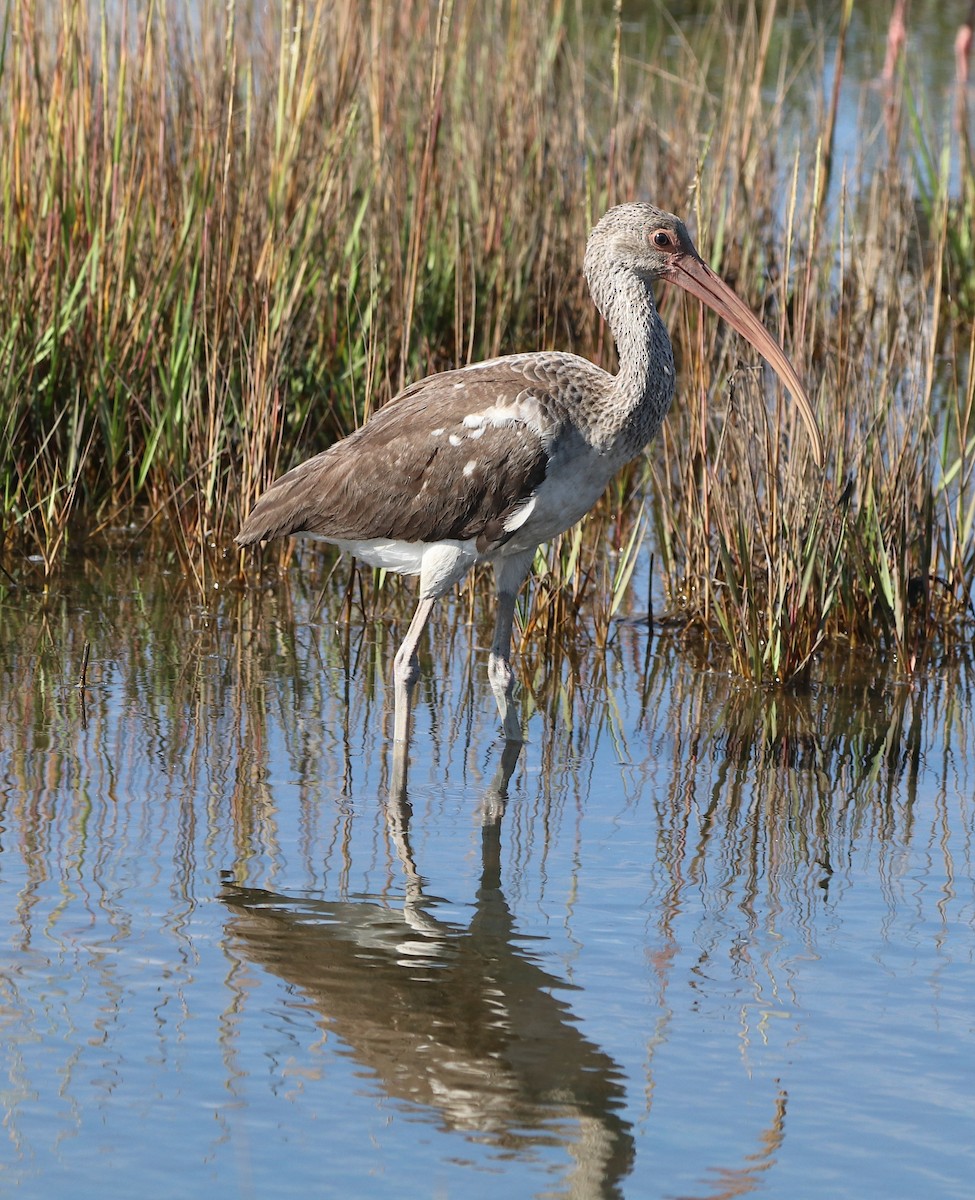 White Ibis - ML642807189