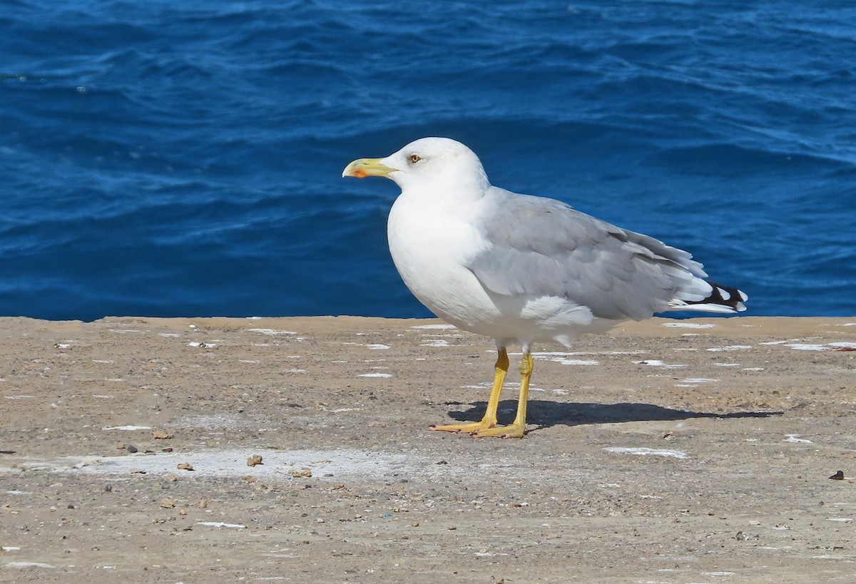 Yellow-legged Gull - ML642807192