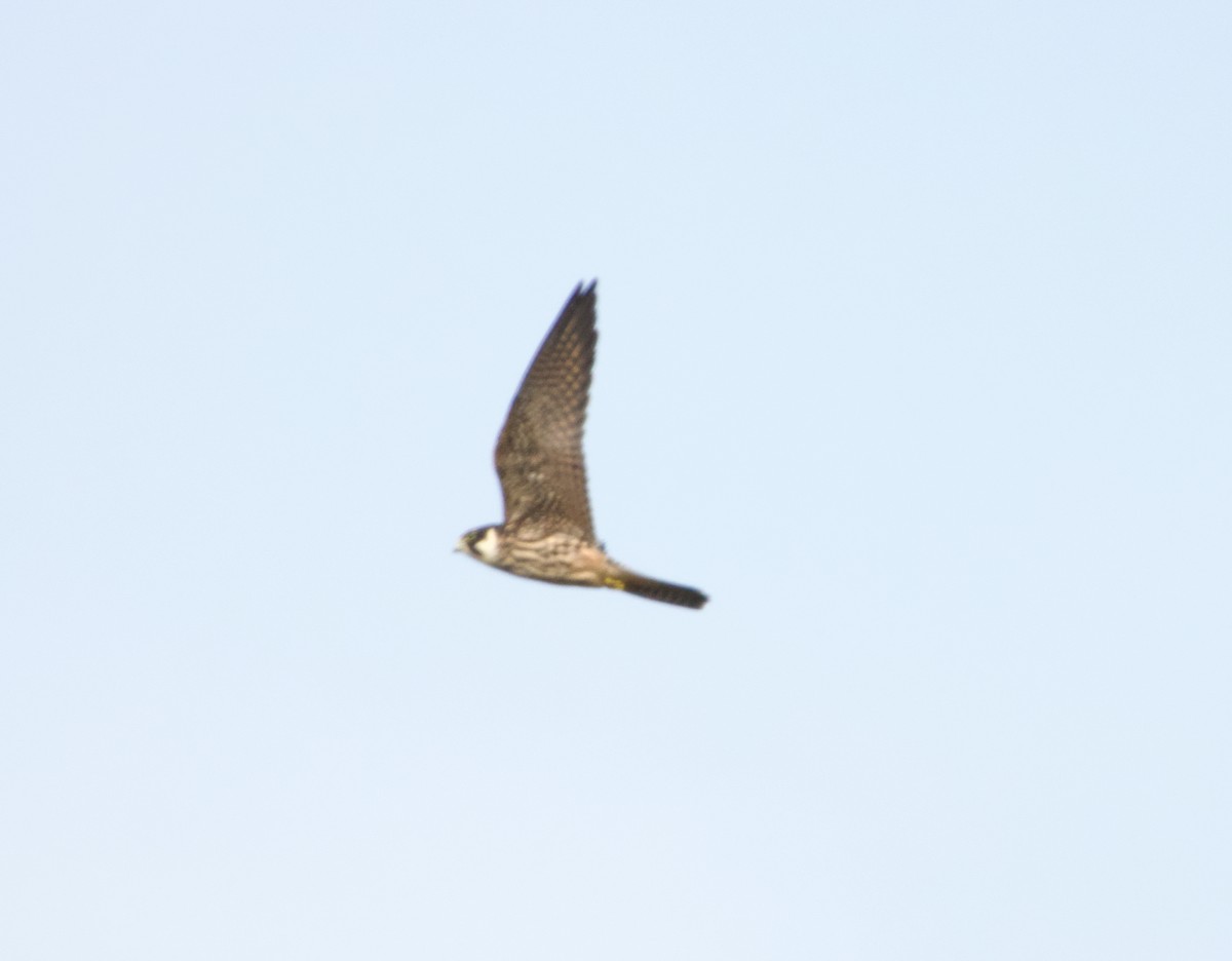 Шууман шонхор - ML642807198