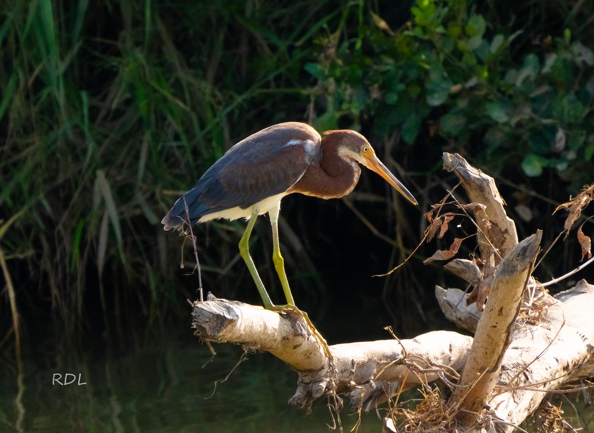 Tricolored Heron - ML642807200