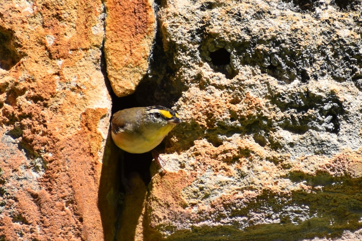 Striated Pardalote - ML642807202