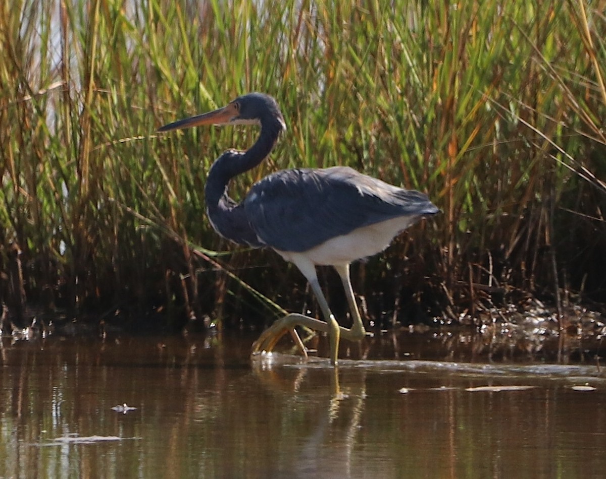 Tricolored Heron - ML642807209