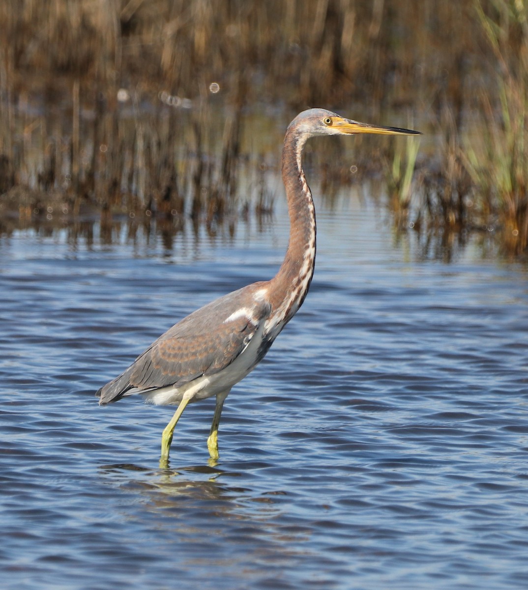 Tricolored Heron - ML642807210