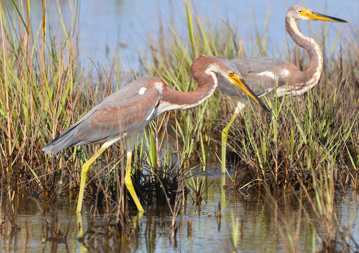 Tricolored Heron - ML642807211