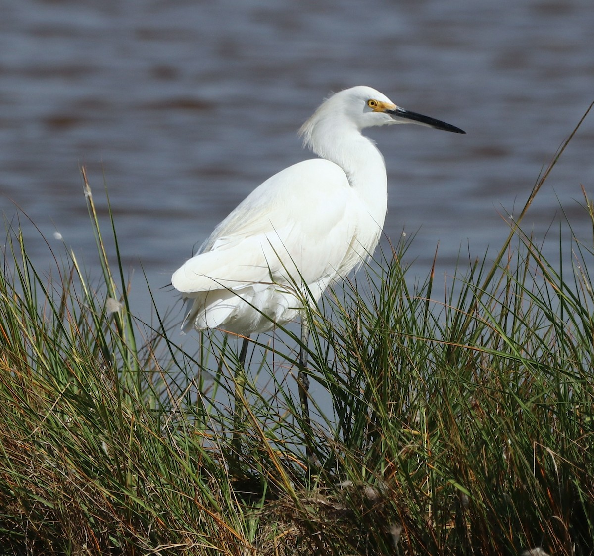 Snowy Egret - ML642807221