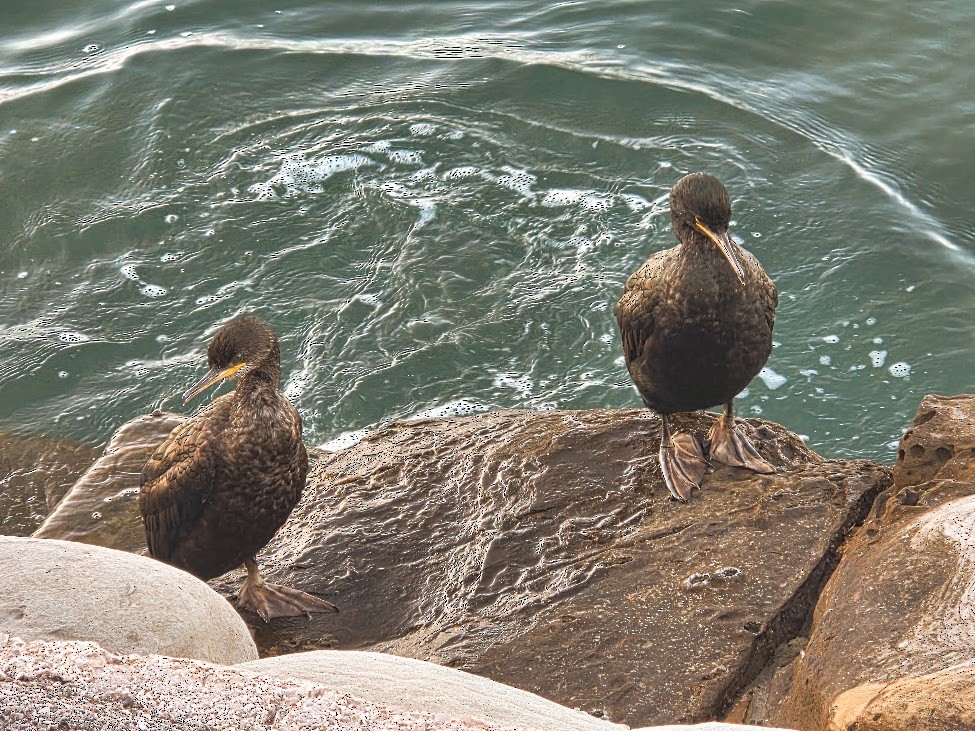 European Shag - ML642807226