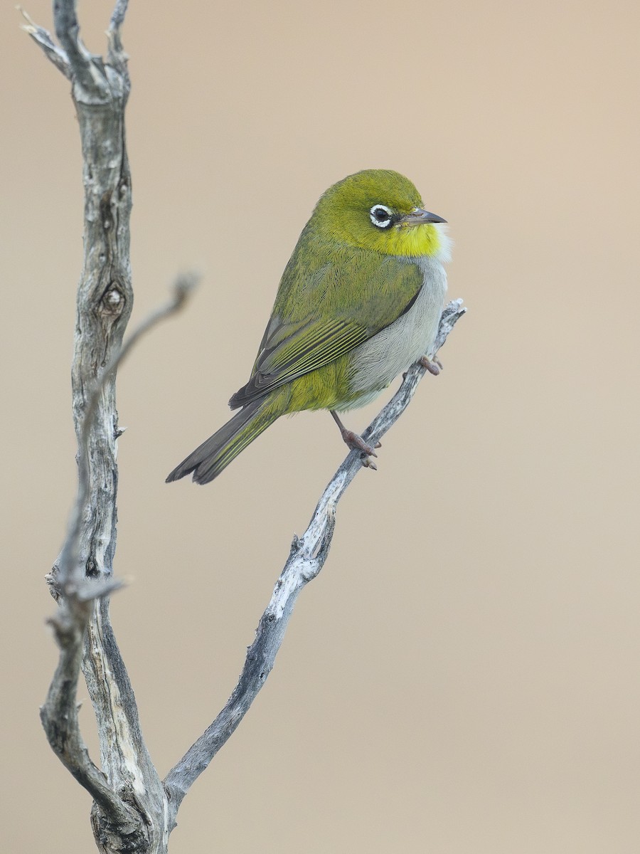 Silvereye - ML642807227