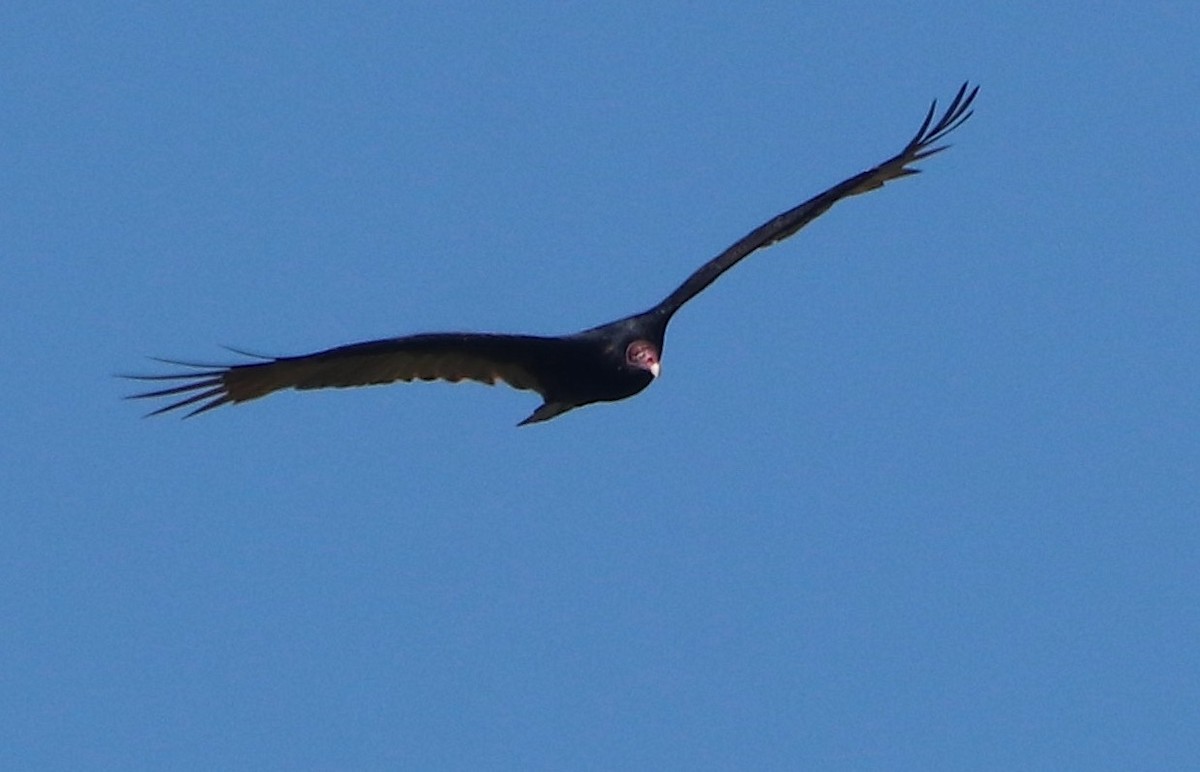Turkey Vulture - ML642807235