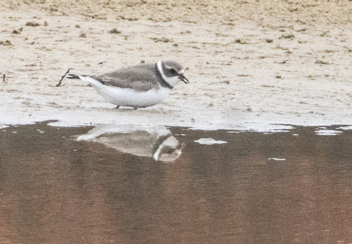 Semipalmated Plover - ML642807237