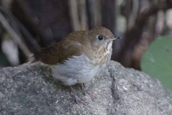 Veery - ML642807245