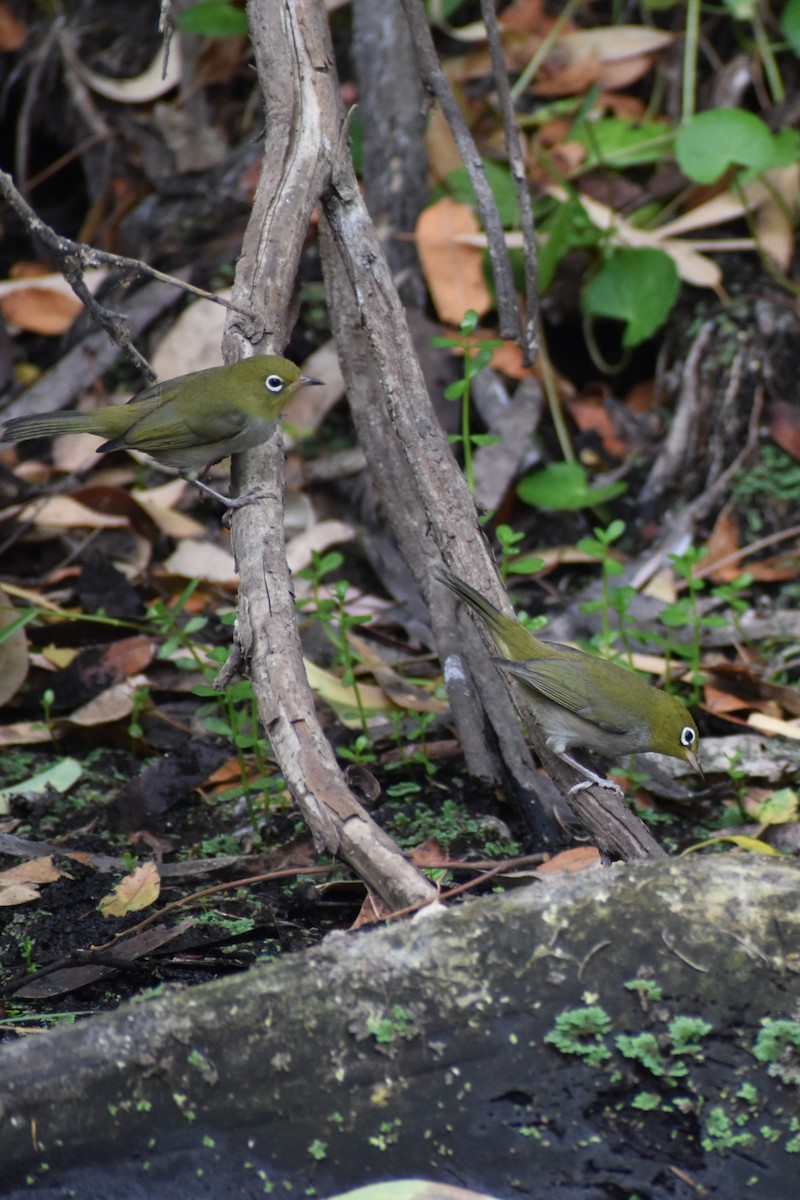 Silvereye - ML642807248