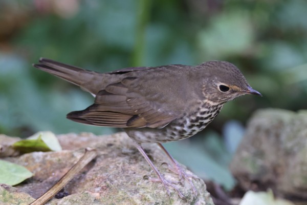 Swainson's Thrush (Olive-backed) - ML642807250