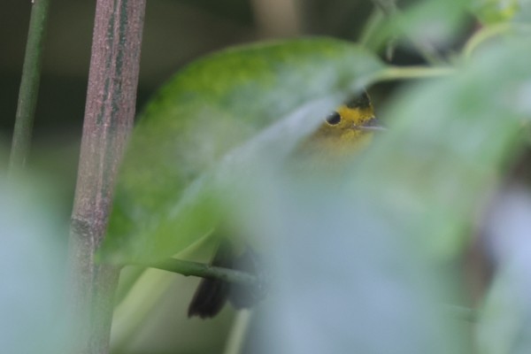 Wilson's Warbler - ML642807253