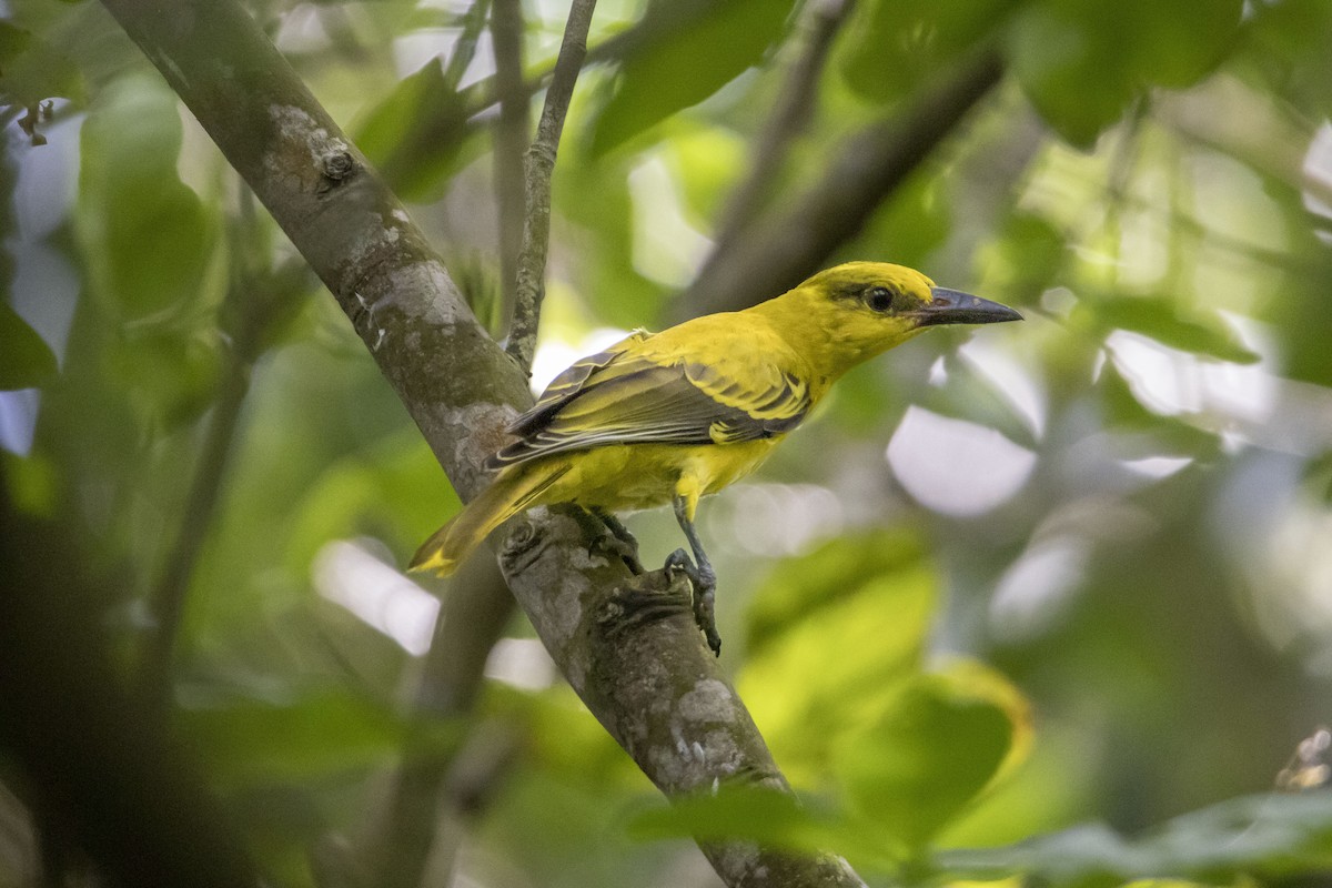 Black-naped Oriole - ML642807265