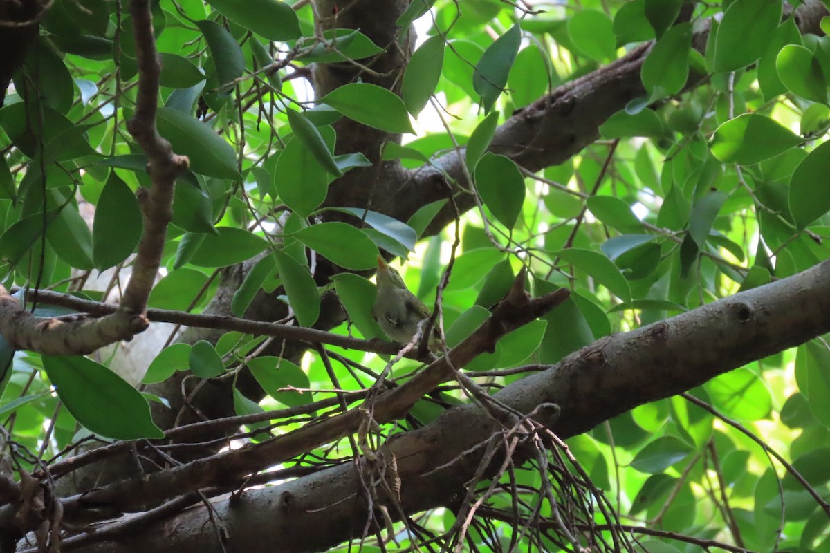 Eastern Crowned Warbler - ML642807275
