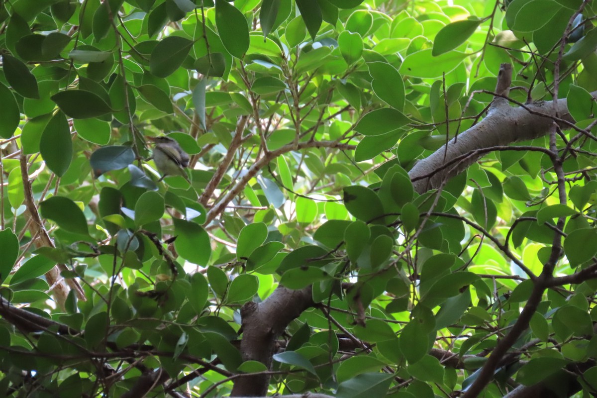 Eastern Crowned Warbler - ML642807276