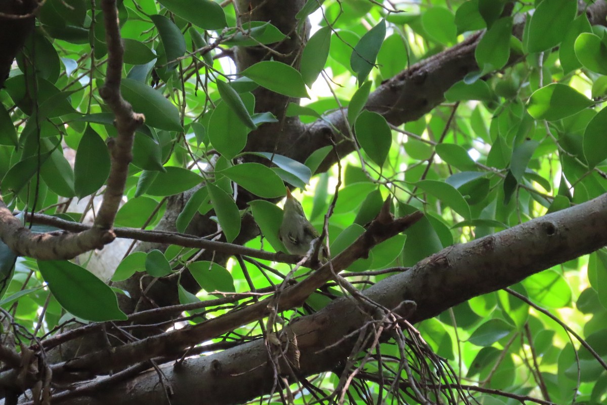 Eastern Crowned Warbler - ML642807279