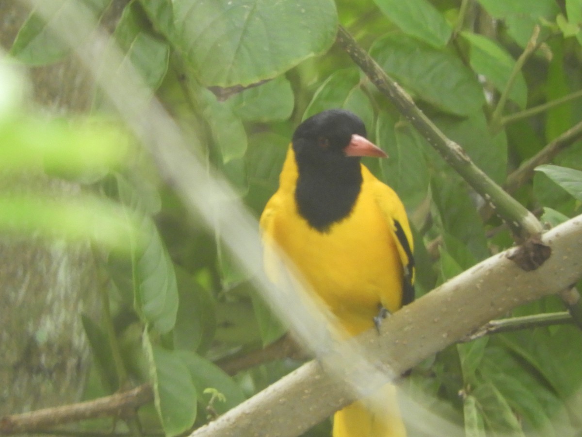 Black-hooded Oriole - ML642807280