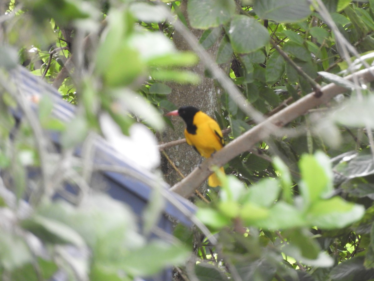 Black-hooded Oriole - ML642807281