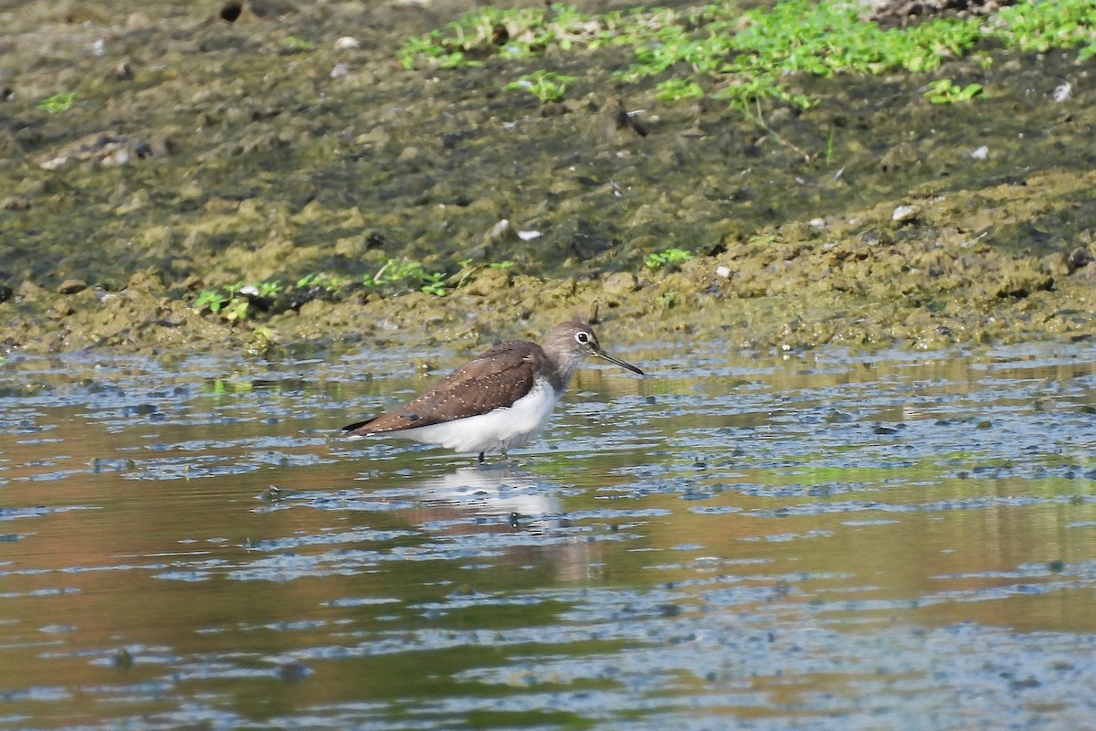 Green Sandpiper - ML642807295