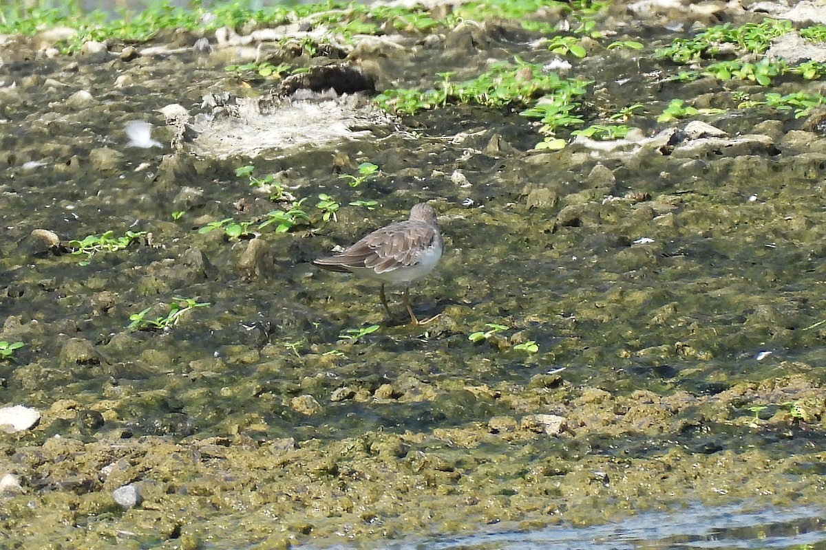 temmincksnipe - ML642807302