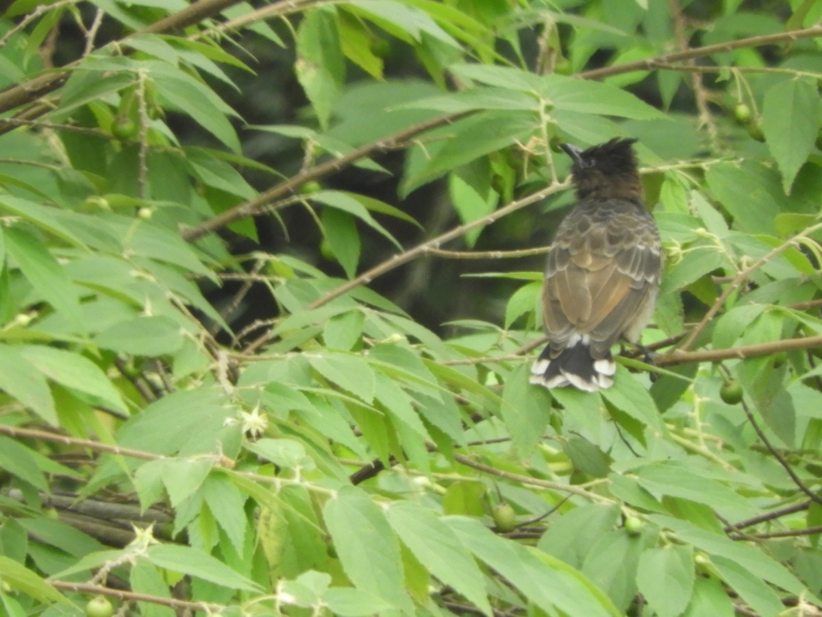 bulbul šupinkový - ML642807303
