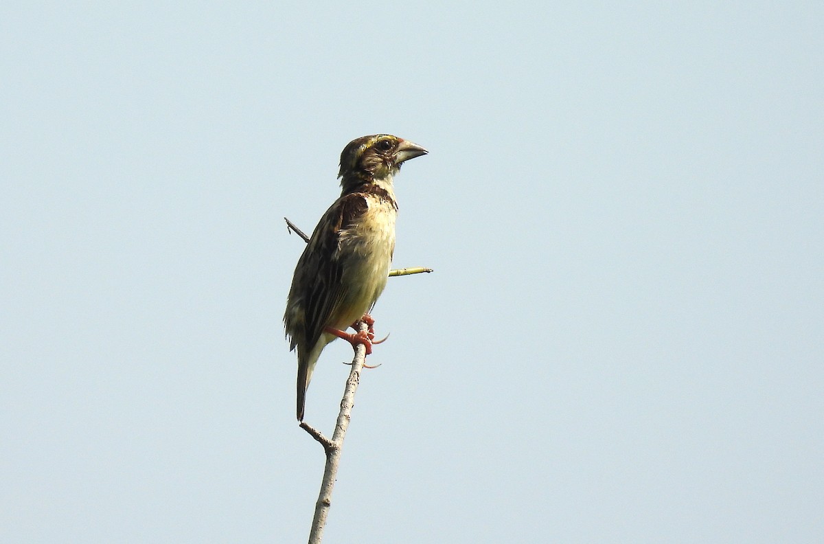 Black-breasted Weaver - ML642807305