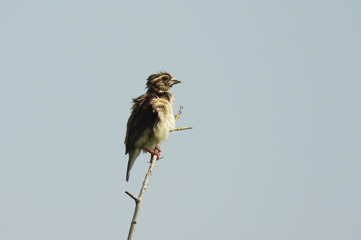 Black-breasted Weaver - ML642807306