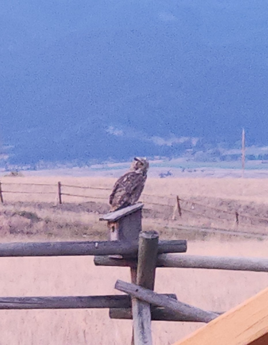 Great Horned Owl - ML642807317