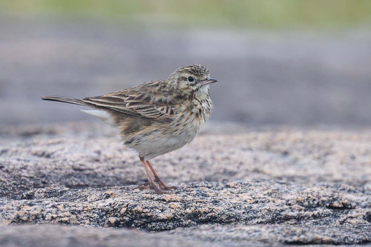 Australian Pipit - ML642807319