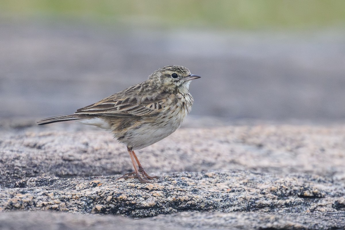 Australian Pipit - ML642807320
