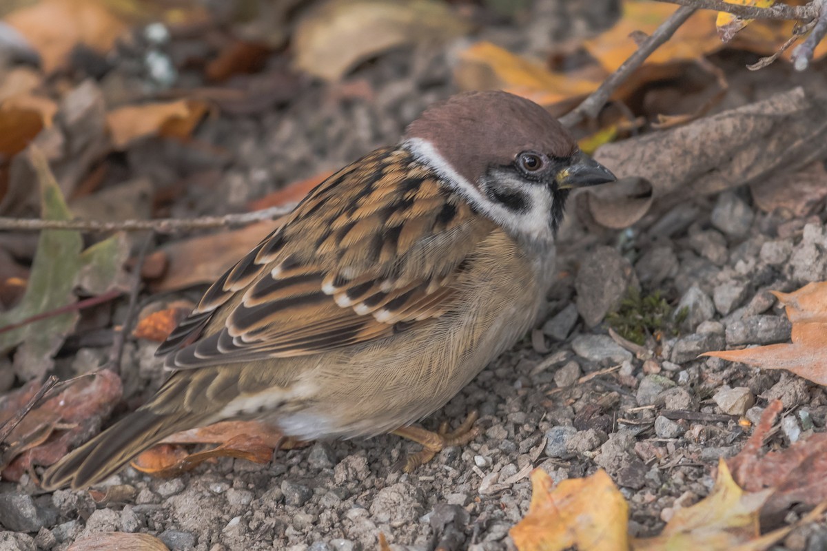 Eurasian Tree Sparrow - ML642807351
