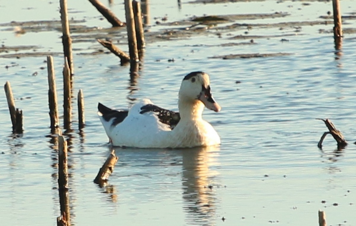 anatidé sp. (canard sp.) - ML642807352