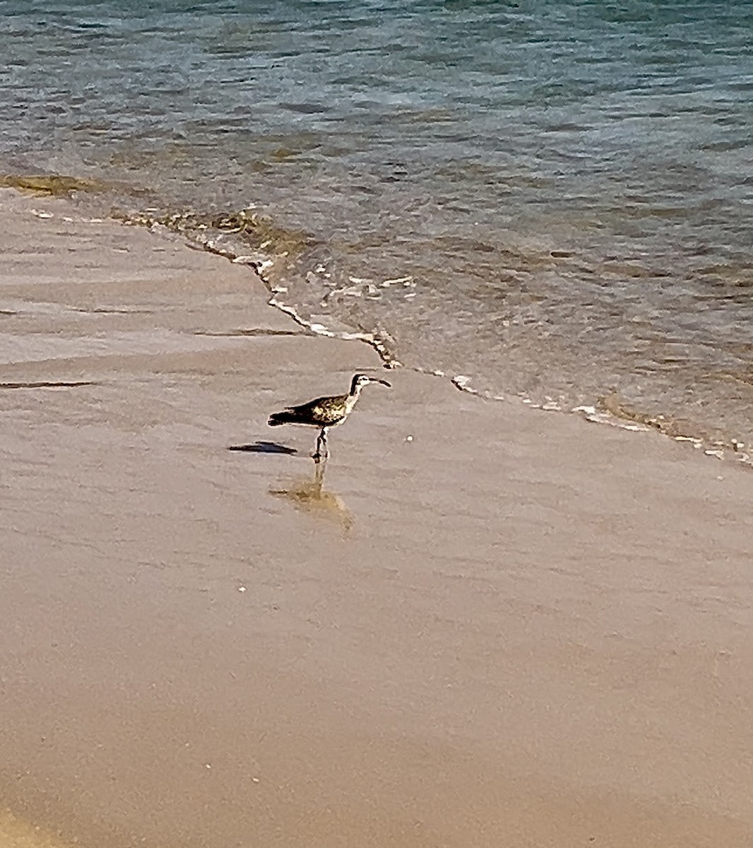Eurasian Whimbrel - ML642807354