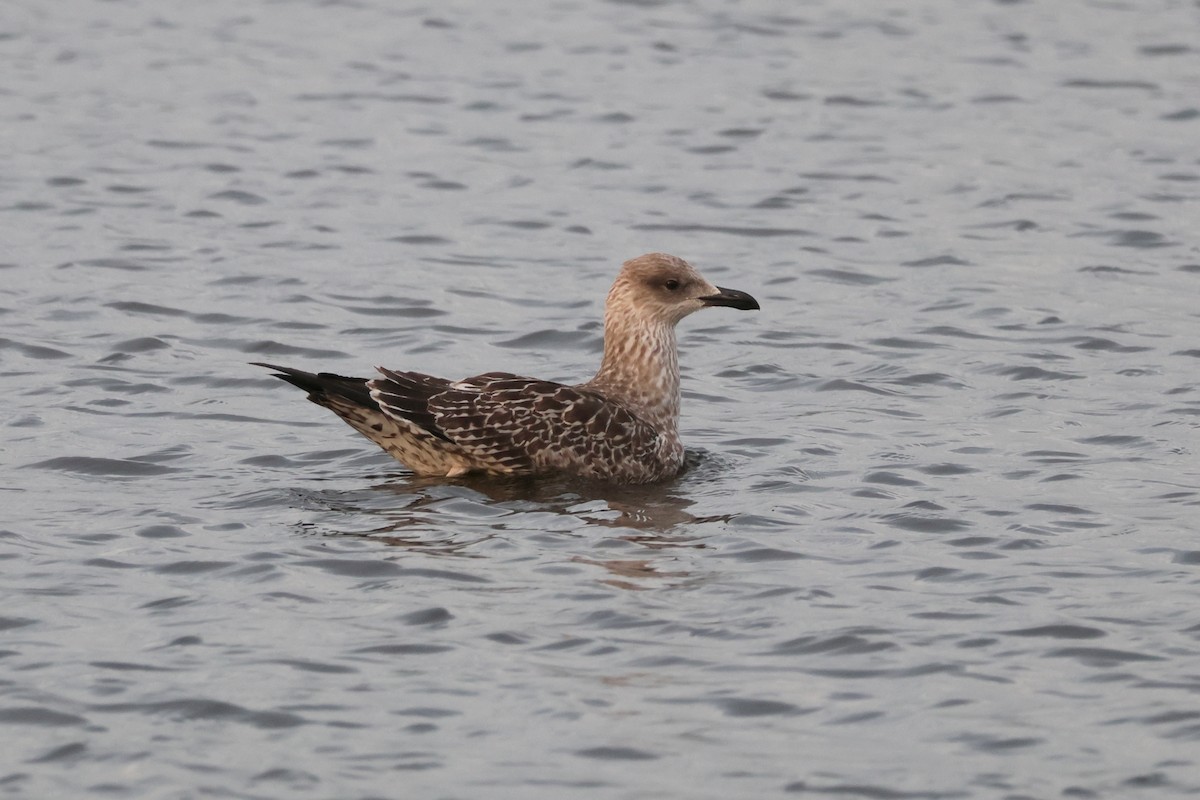 Lesser Black-backed Gull - ML642807355