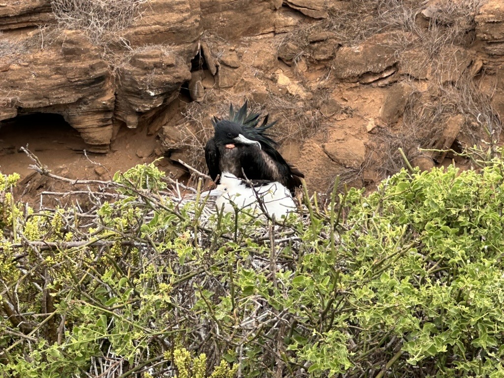 Great Frigatebird - ML642807363