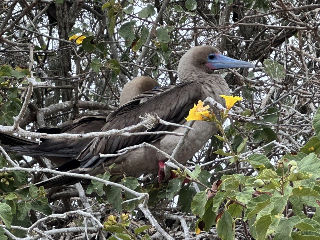Red-footed Booby (Eastern Pacific) - ML642807371