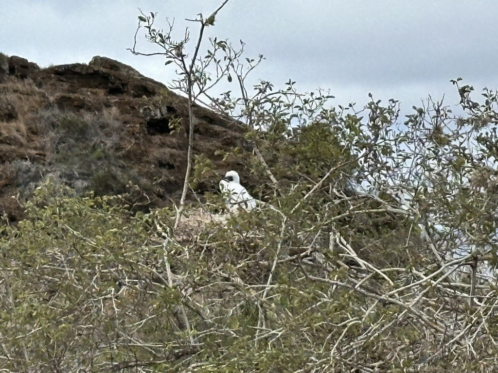Red-footed Booby (Eastern Pacific) - ML642807373