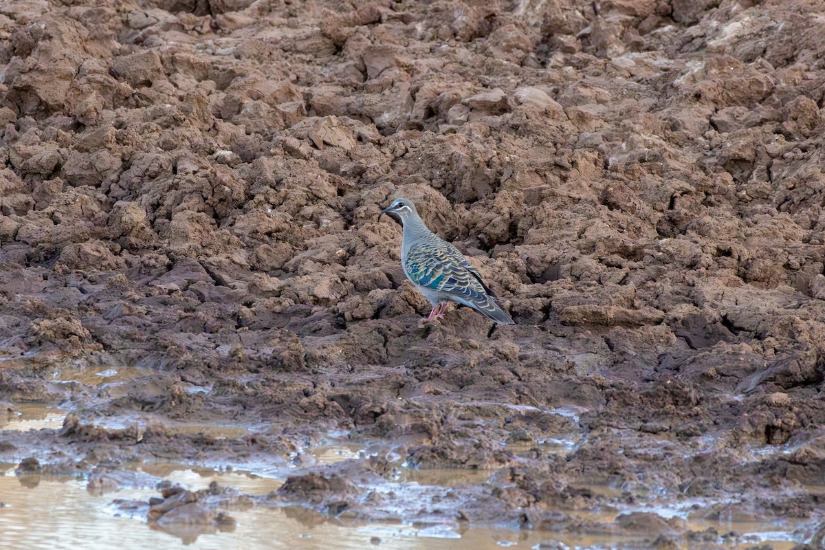Common Bronzewing - ML642807375