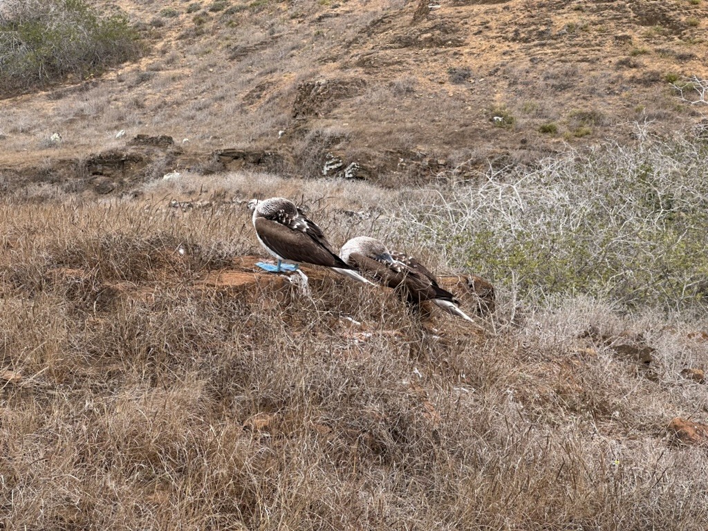 Blue-footed Booby - ML642807376
