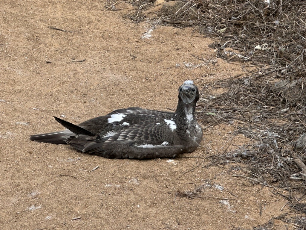 Blue-footed Booby - ML642807378
