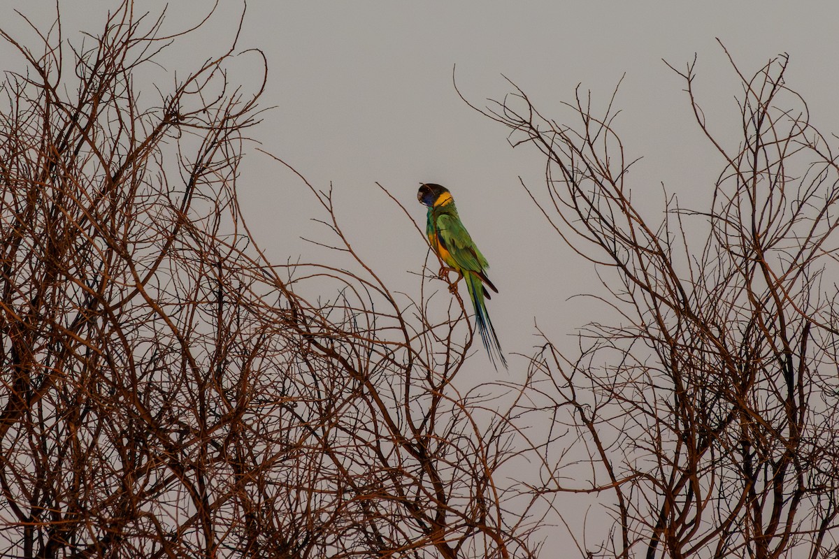 Australian Ringneck - ML642807380