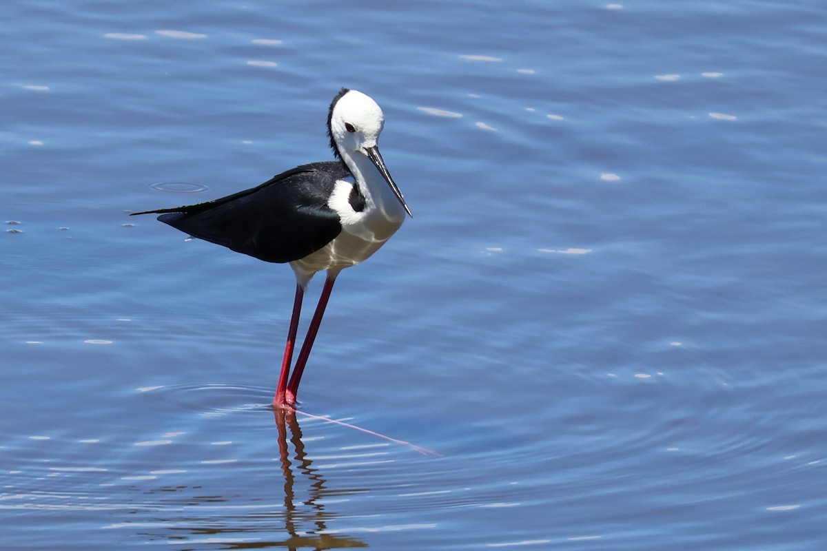 Pied Stilt - ML642807381