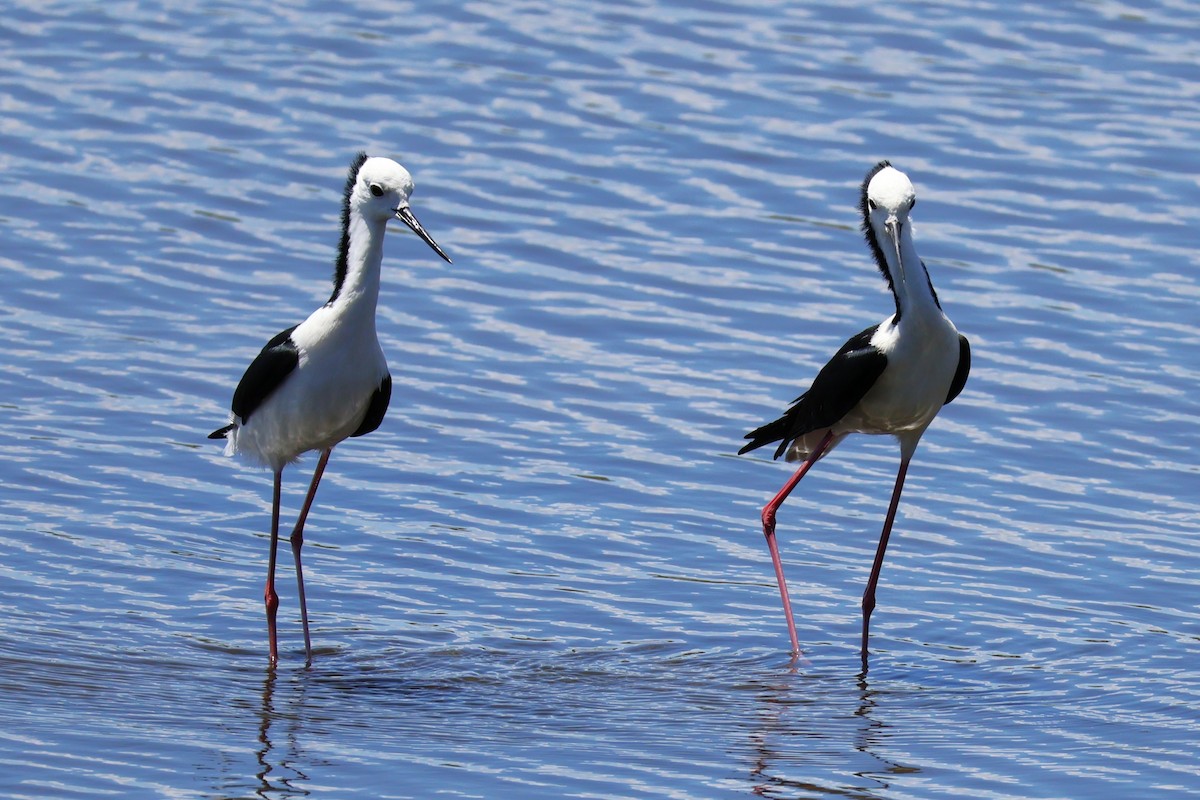 Pied Stilt - ML642807383