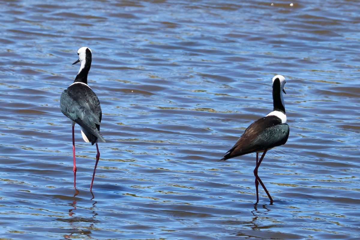 Pied Stilt - ML642807384