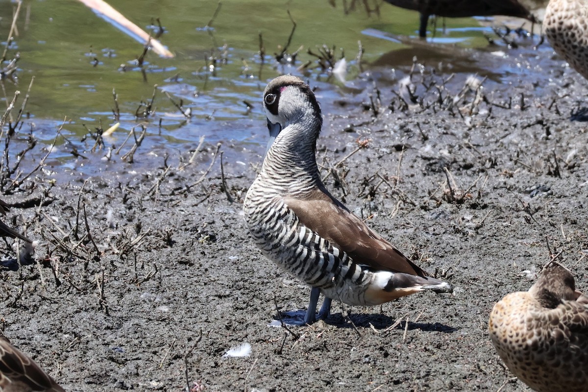 Pink-eared Duck - ML642807386