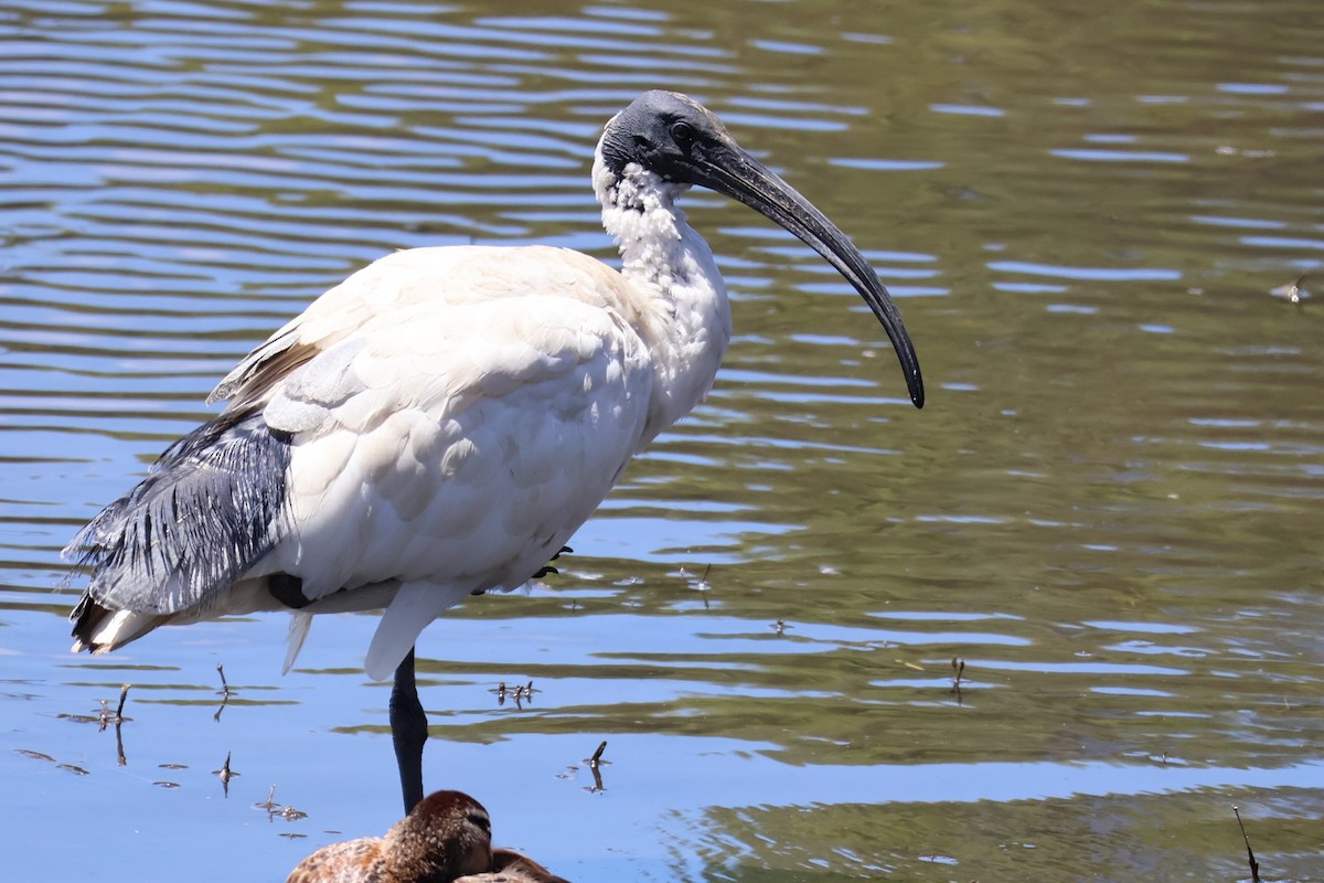 Australian Ibis - ML642807392