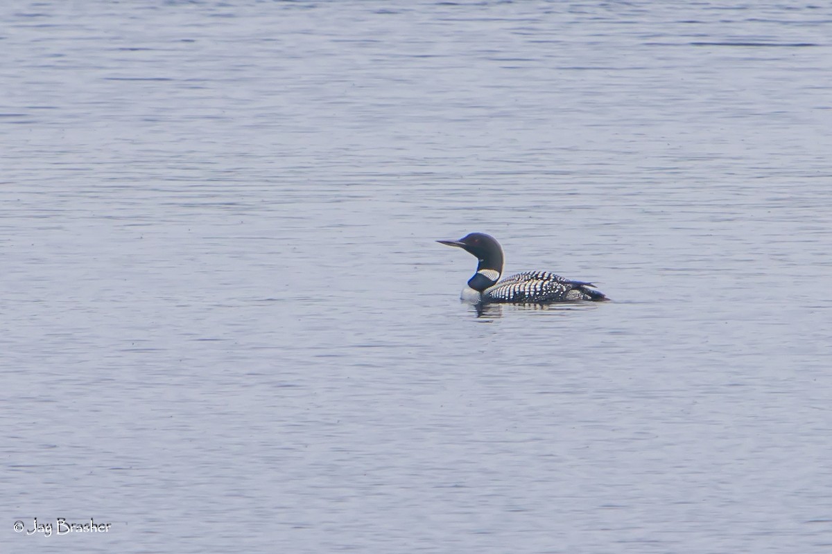 Common Loon - ML642807397