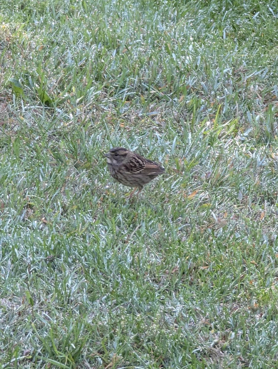 White-throated Sparrow - ML642807419