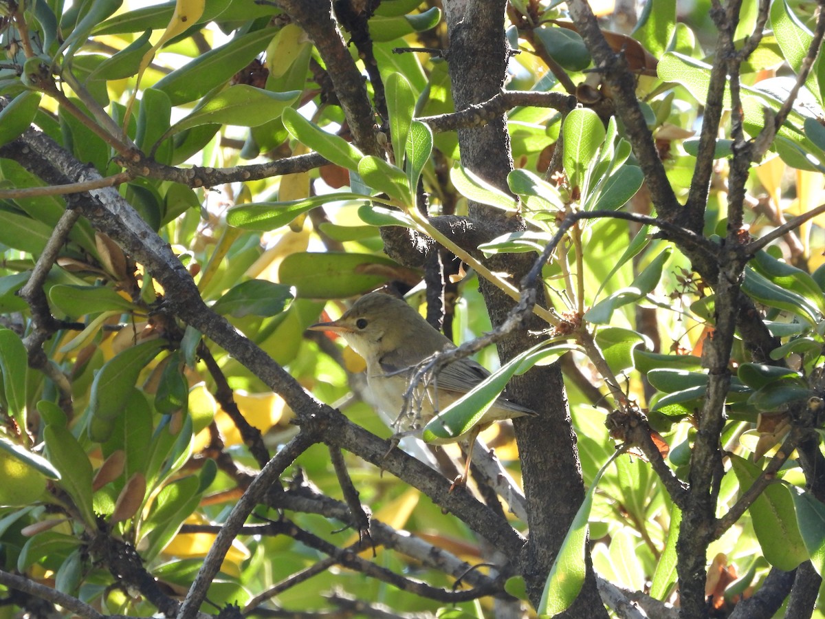Marsh Warbler - ML642807420
